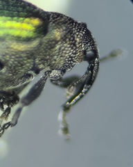 Ceutorhynchus erysimi