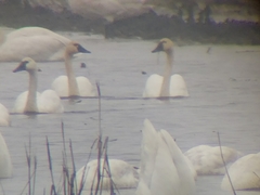 Cygnus columbianus columbianus