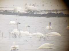 Cygnus columbianus columbianus