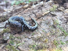 Plethodon welleri