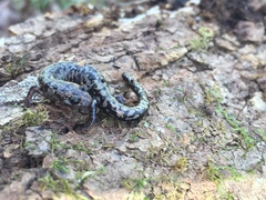 Plethodon welleri