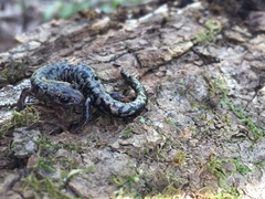 Plethodon welleri