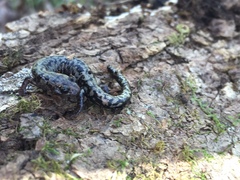 Plethodon welleri