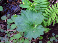 Arnoglossum reniforme
