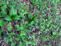 Veratrum parviflorum