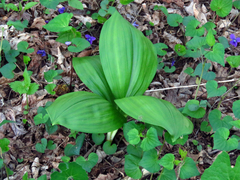 Veratrum parviflorum
