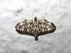 Chabula acamasalis