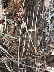 Muhlenbergia macroura