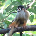 Black-crowned Central American Squirrel Monkey - Photo (c) Rodriguez Ariel, some rights reserved (CC BY-NC), uploaded by Rodriguez Ariel
