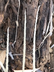 Muhlenbergia macroura