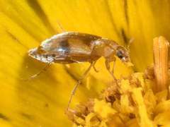 Diclidia