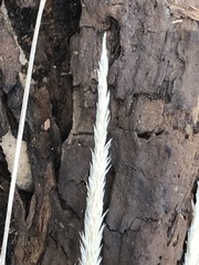 Muhlenbergia macroura