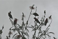 Vini solitaria