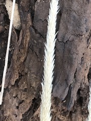 Muhlenbergia macroura