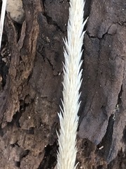 Muhlenbergia macroura