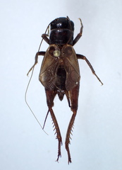 Gryllus lightfooti