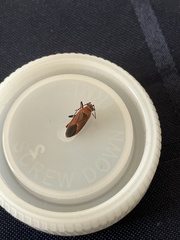 Leptocoris mitellatus