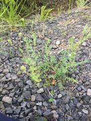 Sanguisorba occidentalis