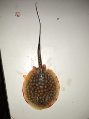 Potamotrygon magdalenae