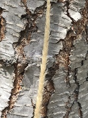 Muhlenbergia macroura