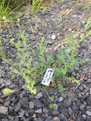 Sanguisorba occidentalis