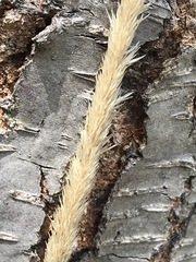 Muhlenbergia macroura