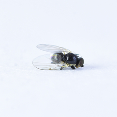 Calycomyza platyptera