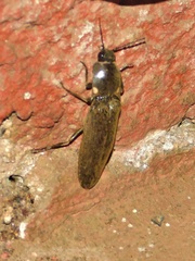 Pyrophorus noctilucus