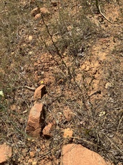 Chlorogalum grandiflorum