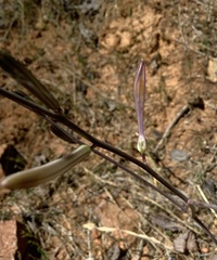 Chlorogalum grandiflorum