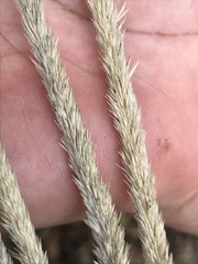 Muhlenbergia macroura