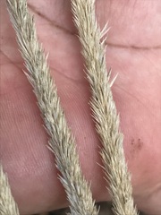 Muhlenbergia macroura