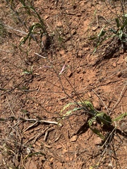 Chlorogalum grandiflorum