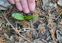 Platanthera unalascensis