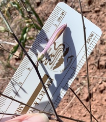 Chlorogalum grandiflorum