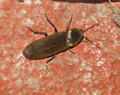 Pyrophorus noctilucus
