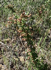 Ceanothus roderickii