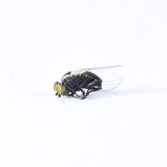 Calycomyza platyptera
