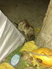 Coendou speratus