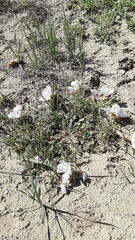 Oenothera cespitosa