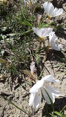 Oenothera cespitosa