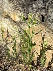 Lepidium virginicum menziesii