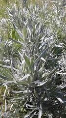 Artemisia cana