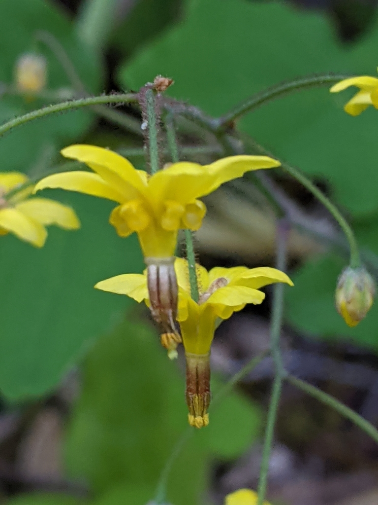 Epimedieae