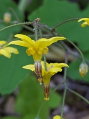 Vancouveria chrysantha