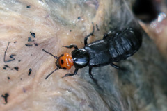 Creophilus lanio