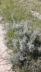 Artemisia cana