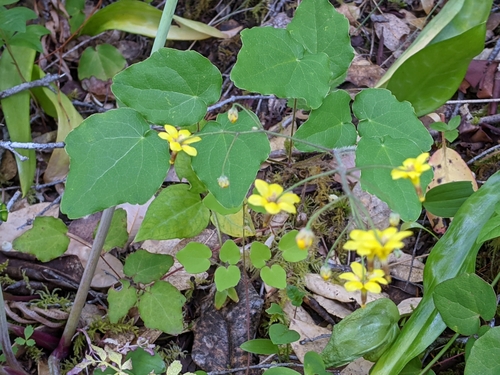 Image of Vancouveria chrysantha by (c) David Anderson, some rights reserved (CC BY)