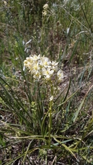 Toxicoscordion venenosum