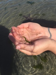 Apodichthys flavidus